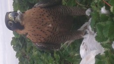 Hombre Juanvi!! Mira esta esta criando y es hija del mismo padre que la tuya y caza .as o menos en el mismo peso 850 - 880grs, a ver si para el año que viene llueve más y te bienes a cazar unos patos con nosotros.