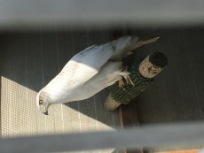 IMG_5256.JPG