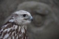 Pollo temporada pasada