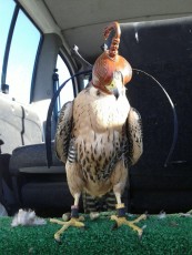 IMG_5668.JPG