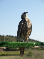campestre1.jpg