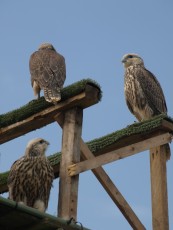 campestre5.jpg