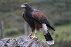 IMG_6279.JPG