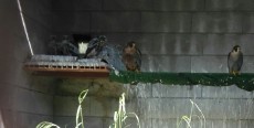 IMG-20170501-WA0001.jpg