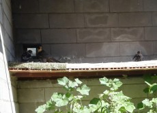IMG-20170501-WA0002.jpg