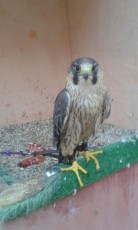 IMG-20170509-WA0008.jpg