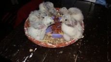 20170510_235628.jpg