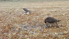 IMG-20170511-WA0059.jpg