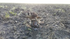IMG-20170511-WA0063.jpg