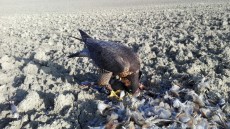IMG-20170511-WA0064.jpg