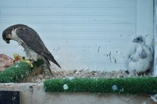 IMG-20170514-WA0023.jpg
