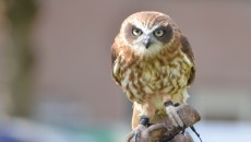 ninox.jpg