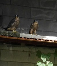 IMG-20170516-WA0058.jpg
