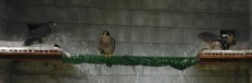 IMG-20170516-WA0060.jpg