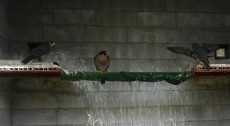 IMG-20170516-WA0062.jpg