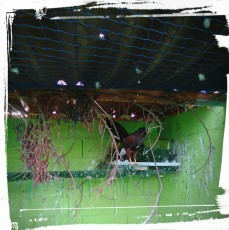 IMG_20170520_131436.jpg