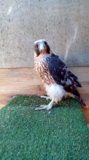 La pollo improntada de 37 dias.