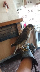 IMG_20170516_155805977.jpg