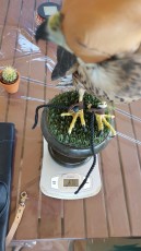 IMG-20161122-WA0013.jpg