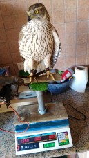 IMG_20170111_160321.jpg