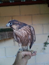 Barbari x peregrinus 2016