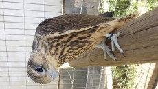20170526_150551.jpg