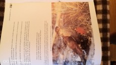 IMG_20170527_202952_1.jpg