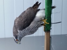 Azor accipiter Buteoides godhawklife.com.jpg