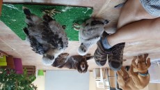 IMG-20170605-WA0124.jpeg