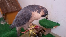 IMG-20170611-WA0011.jpg