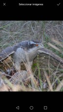 IMG-20170611-WA0041.jpg