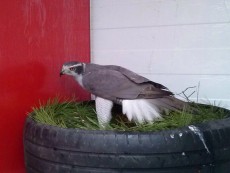 IMG-20170611-WA0042.jpg