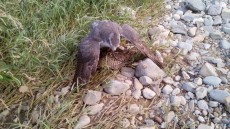 IMG-20170611-WA0043.jpg