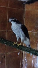 IMG-20170611-WA0047.jpg
