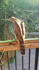 IMG-20170611-WA0057.jpg