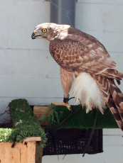 IMG-20170611-WA0049.jpg