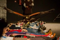 Volando en exhibiciones - Macho Harris