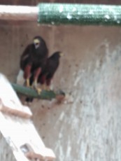 Pareja