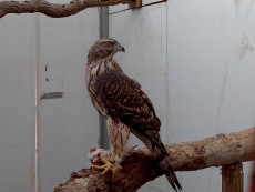 hembra finlandesa parental de pollo.jpg