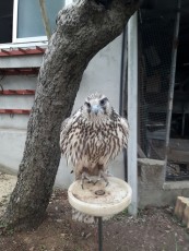 pollo 2016