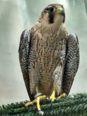 IMG_20170629_164453_HDR.jpg
