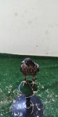 IMG-20170604-WA0072.jpg
