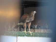 IMG_2427.JPG