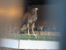 IMG_2428.JPG