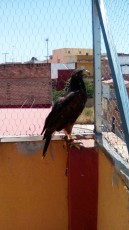 Prima