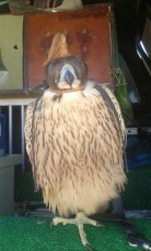 IMG-20170706-WA0011.jpg
