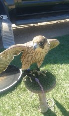 IMG-20170706-WA0009.jpg