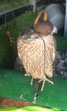 IMG-20170706-WA0008.jpg