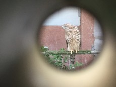 IMG_5227.JPG