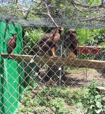 Así están ya, de posadero en posadero por el voladero de cría.